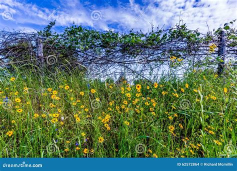 Bright Yellow Plains Coreopsis Wildflowers In Texas Stock Photo Image