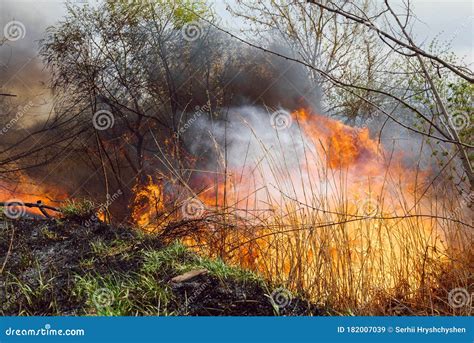 Wildfire Forest Fire Burning Forest Field Fire Stock Image Image