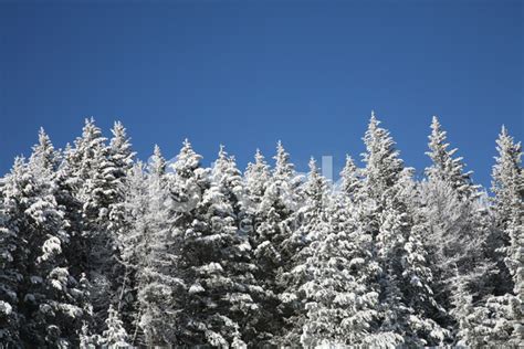 Row Of Snow Covered Evergreen Trees Stock Photo Royalty Free Freeimages