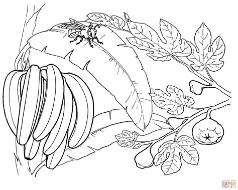 Bunch Of Bananas On A Banana Tree Coloring Page Free Printable