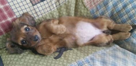 Furrylicious has dachshund puppies for sale! Female Mini Dachshund Puppy for Sale in Otsego, Minnesota ...