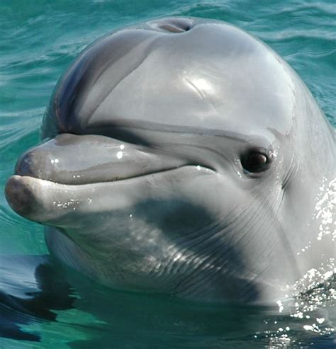 Bottlenose Dolphin Baby Facts Viewing Gallery