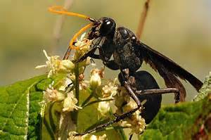 Black Wasp With Orange Antennae Entypus Bugguidenet