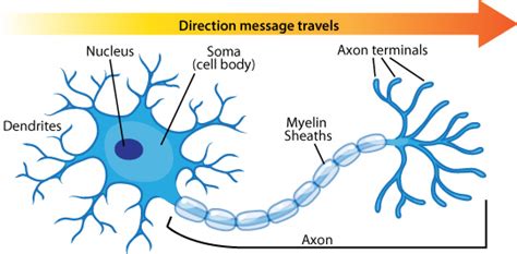 Neuron Diagram And Types Ask A Biologist