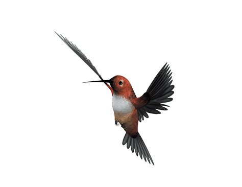 Hummingbird Flight Parrot Flying Bird Png Download 1042805 Free