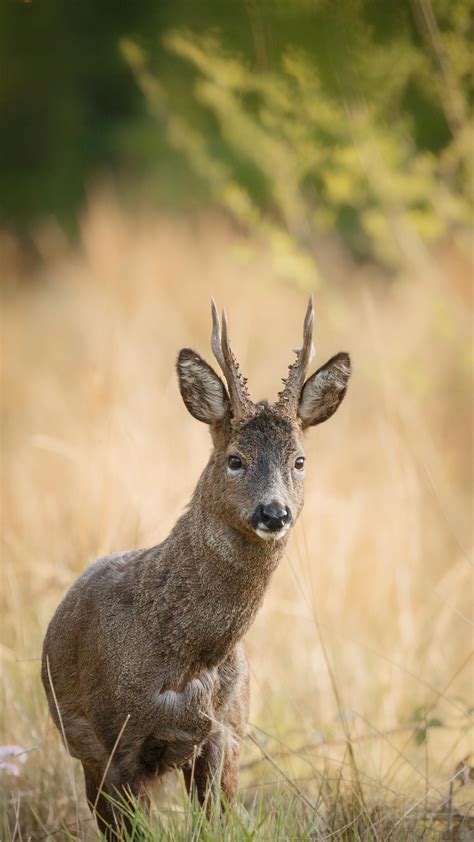 Roe Deer Buck Wildlifephotography