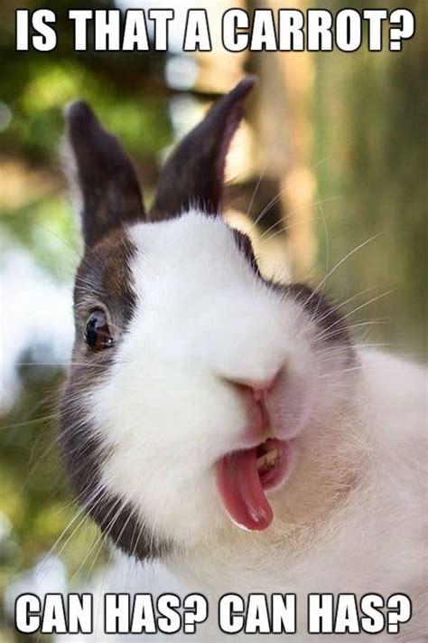 50 Funny Rabbit Pictures To Make You Smile