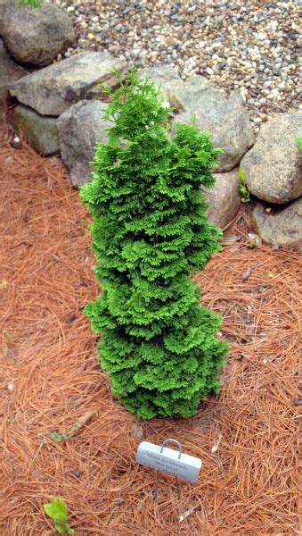 Dwarf Evergreen Trees Zone 7 Okejely Garden Plant