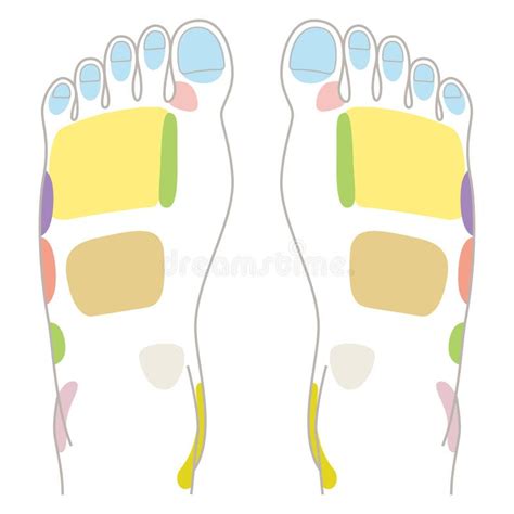 Reflexology Foot Massage Points Reflexology Zones Massage Signs And Colored Points Stock Vector