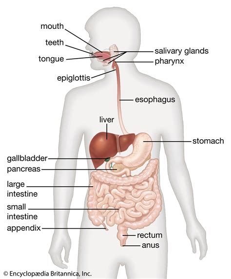 Human Digestive System Description Parts Functions Britannica