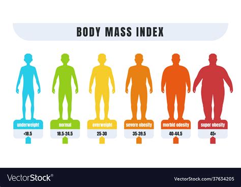 Man Bmi Body Mass Index Infographics For Male Vector Image