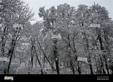 Snowy Trees In Winter Late Afternoon Bankia Sofia Stock Photo Alamy