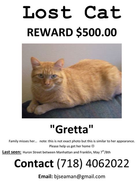 A cat and its owner's mind have gone missing. Missing Cat : newyorkshitty.com