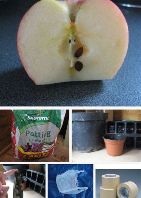 How To Grow Apple Trees From Seed Instruction Growing Apple Trees