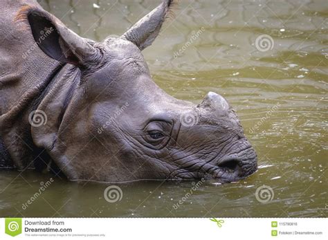 Rhinoceros In Zoo Stock Photo Image Of Indian Swim 115790816