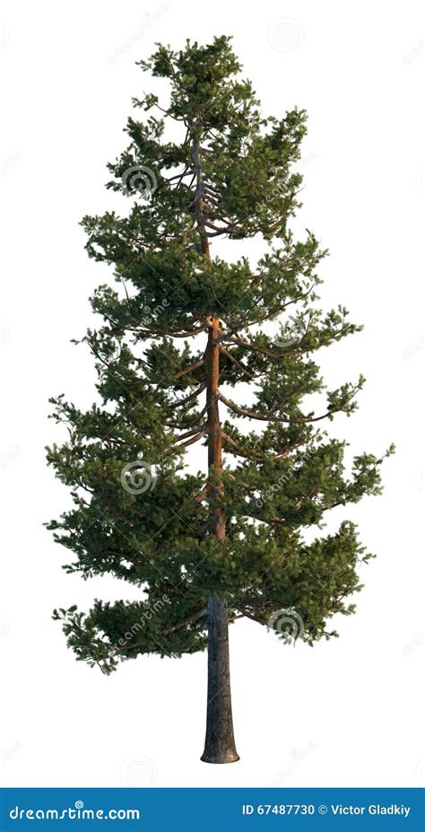 Pine Tree Isolated On White Stock Photo Image Of Render Needle 67487730