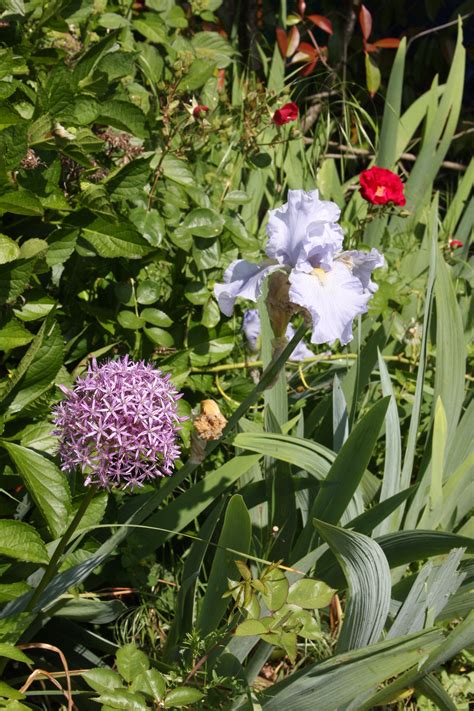 We encourage you to connect with and support these committed, passionate artisans in your. Allium (onion), iris, and rose. Secret garden. Vancouver ...