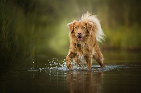 1360x768 Resolution Brown And White Short Coated Dog Nature Water