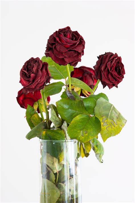Bouquet Of Faded Dying Red Roses In A Vase Isolated On White Background