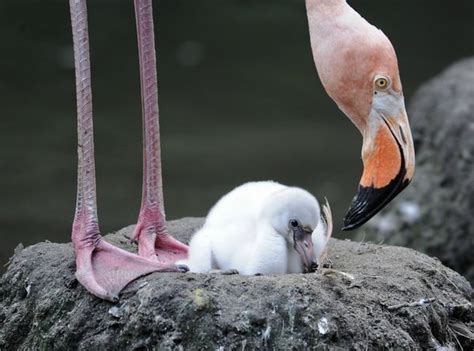 Caribbean Flamingo Chick Takes First Steps At Bronx Zoo Zooborns