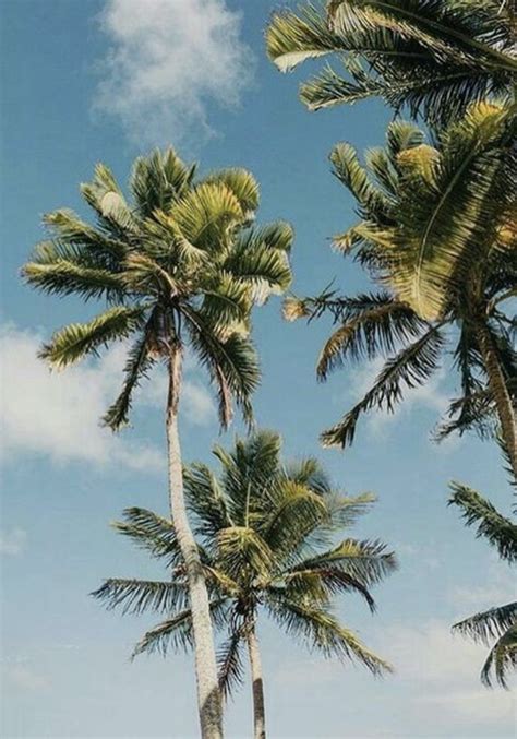 Best reviews guide analyzes and compares all palm trees of 2021. palm tree aesthetic | california and hawaii photography ...