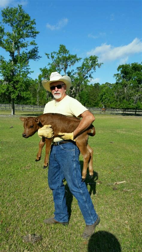Registered Florida Cracker Bull Calf Two Son Farm