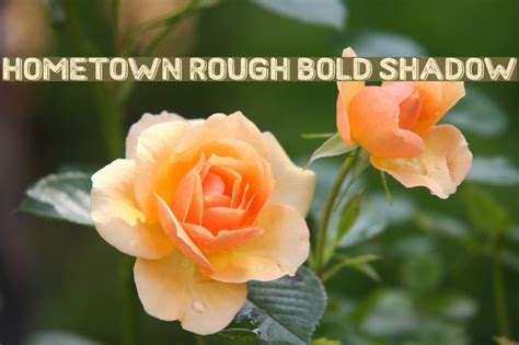 Hometown Rough Bold Shadow Font