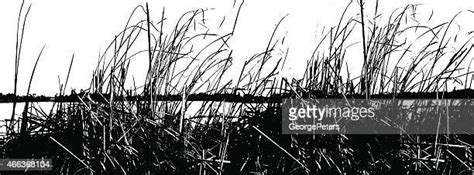 Beach Grass Silhouette High Res Illustrations Getty Images