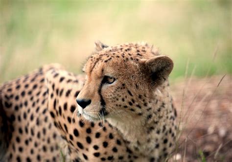 Cheetah Standing In Grass Stock Image Image Of Cheetah 124596153
