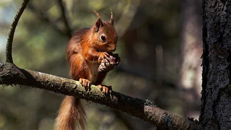 Red Squirrel Facts And Information Trees For Life