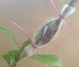Cara menanam pokok mangga dalam pasu pot harumanis perlis. Cara Tut Pokok