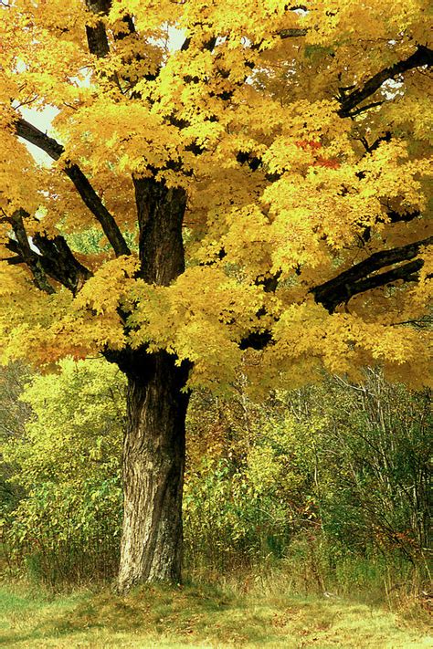 Single Oak Tree In Autumn Photograph By Roger Soule