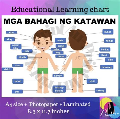 Mga Bahagi Ng Katawan Learning Chart Laminated A4 Lazada Ph