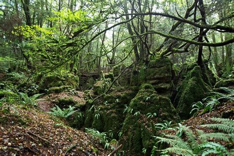 10 Of The Best Woodland Walks In The Uk Forest Of Dean Discover The