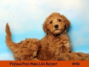 Petland round lake beach invites you to take a look at our adorable available puppies for sale! Dogs & Puppies for Sale - Petland Chicago Ridge, Illinois ...