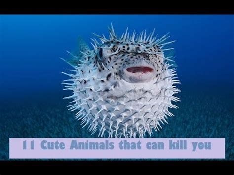 11 Cute Animals That Can Kill You You Will Not Believe These Cute