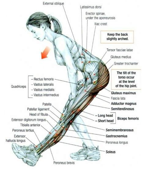 Glutes Hamstring And Calf Muscles Ii Yoga Anatomy Exercise Muscle
