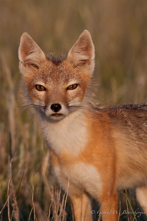 Swift Fox Male Swift Fox Vulpes Velox Male In The Nati Flickr