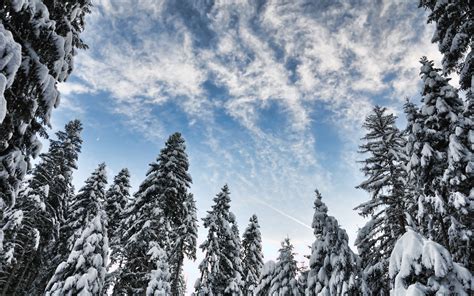 Download Wallpapers Winter Evening Forest Snow Covered Trees Blue