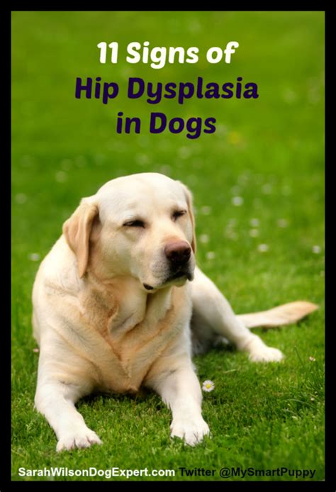 How To Tell If Your Dog Has Hip Dysplasia