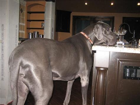 Pin By Ronald Ratcliff On Pets Worlds Largest Dog Great Dane Great