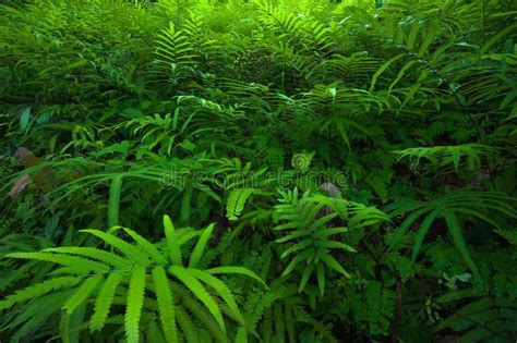 Tropical Rainforest Plants Ferns Rainforest Animal