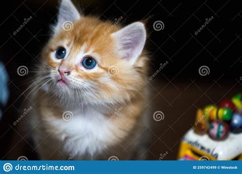 Closeup Of A Cute Ginger Kitten With Blue Eyes Stock Image Image Of