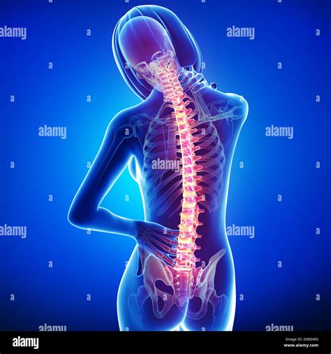 Human Back Pain Anatomy Stock Photo Alamy