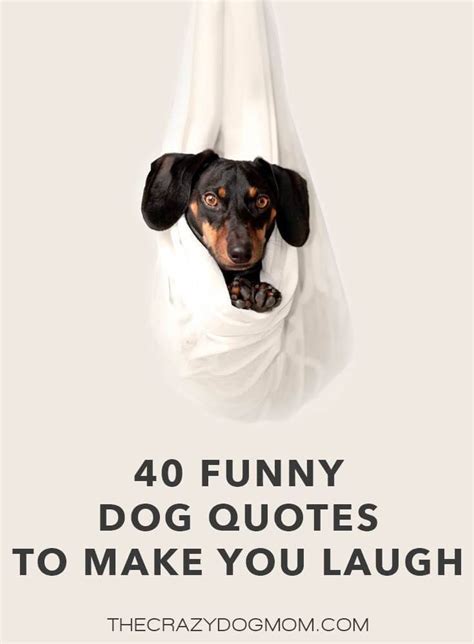 40 Funny Dog Quotes To Make You Laugh Dog Quotes Funny Dog Quotes