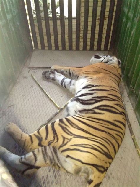 Tiger Who Mauled 6 People To Death Is Captured By Locals In India