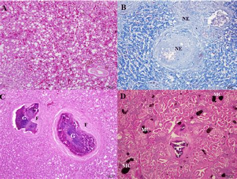 Diagrams Histology And Histophathology