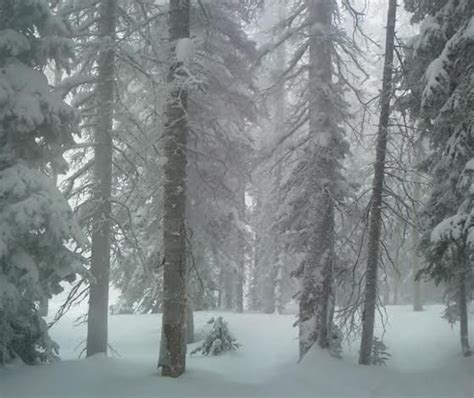 Snowy Trees Snowy Trees Photography Outdoor Outdoors Photograph