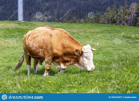 Bull Outdoor On A Mountain Pasture Stock Image Image Of Summer