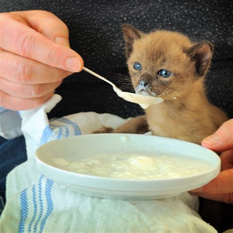 It features fresh lamb as the first ingredient with chicken meal, ocean fish meal, and eggs for supplemental protein. What Is the Best Kitten Food for Diarrhea? | PetHelpful
